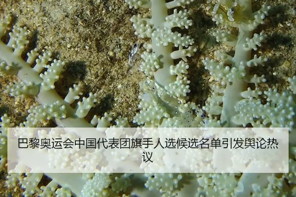 ba-li-ao-yun-hui-zhong-guo-dai-biao-tuan-qi-shou-ren-xuan-hou-xuan-ming-dan-yin-fa-yu-lun-re-yi-2-772.jpg